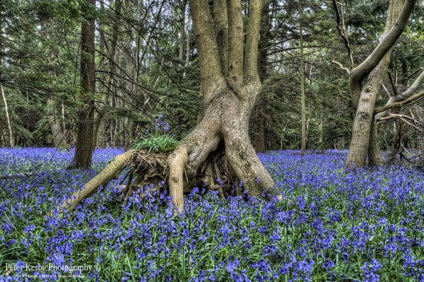Bluebells - Tree Root