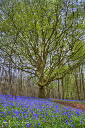 Bluebell Path - Tree