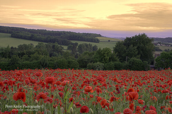 Poppies - Barham - Sunset