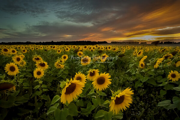 Sunflower Field At Sunset