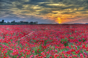 Poppies - Pineham- Sunset