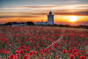 South Foreland Lighthouse - Sunrise - Poppies
