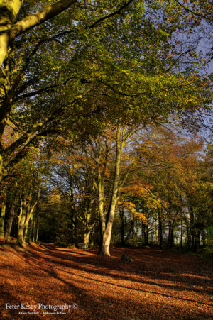 Willow Wood - Autumn
