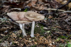 Fungi - #1