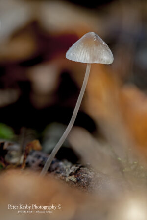 Fungi - #2