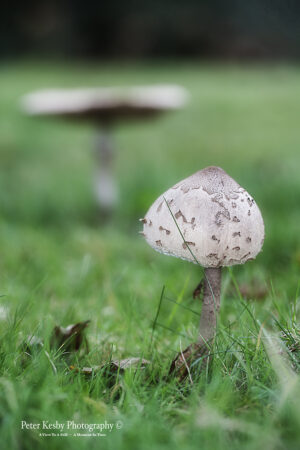Fungi - #4