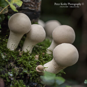 Fungi - #6