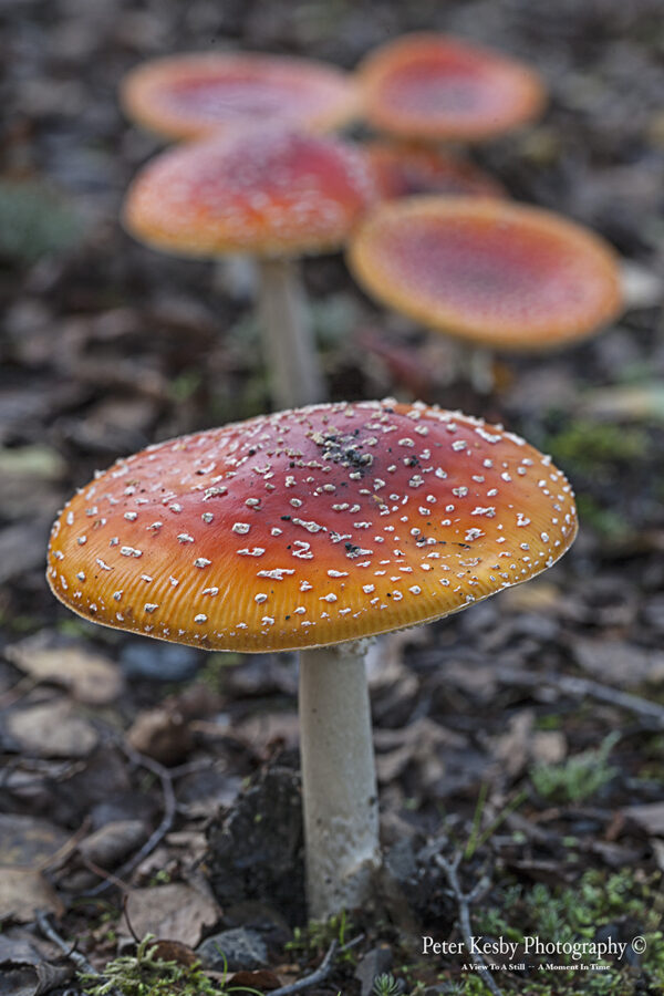 Fungi - #8