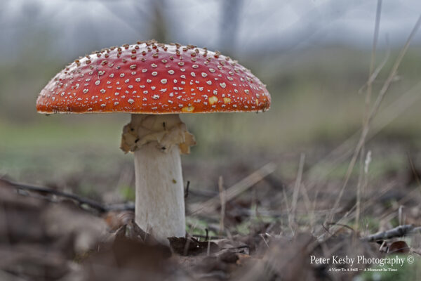 Fungi - #9