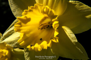 Daffodils - #1
