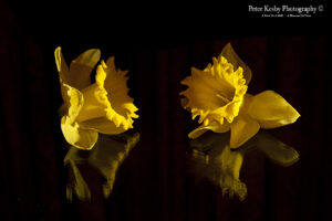 Daffodils - #2