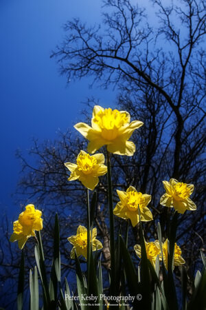 Daffodils - #3