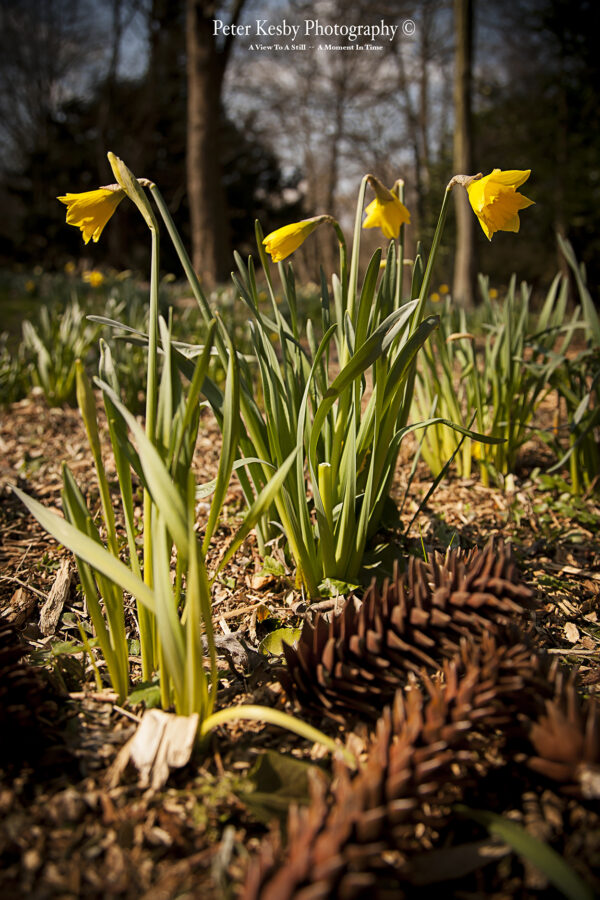 Daffodils - #4