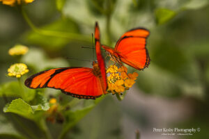 Butterfly - #1