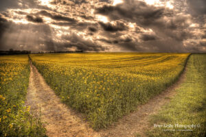 Which Path? - Rapeseed