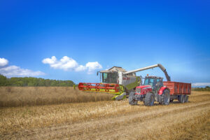 Combining - Collecting Rapeseed