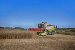 Combining - Collecting Rapeseed - #2