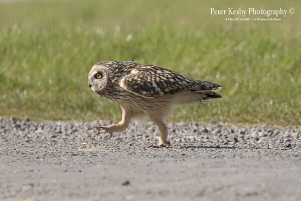 Short Eared Owl Walking With attitude