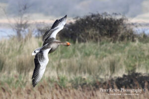 Greylag Goose In Flight #1