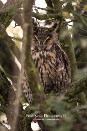 Long Eared Owl #1