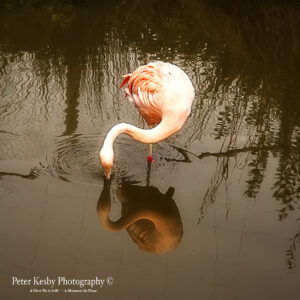 Flamingo With Reflection