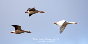 Greylag Geese In Flight