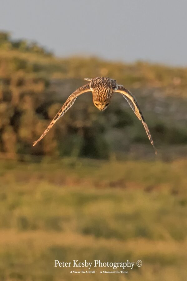 Short Eared Owl In A Dive